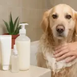 Detergenti per la pulizia del pelo animale: i principi attivi che fanno davvero la differenza sulla pelle